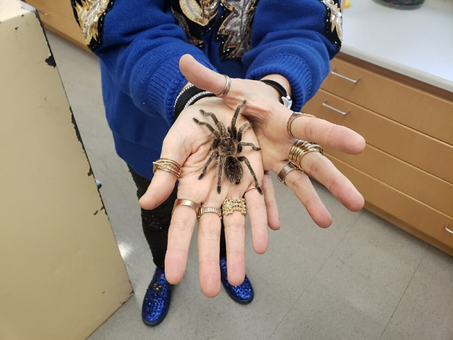 Biology Professor Dr. Robertson holding a Rose Hair Tarantula