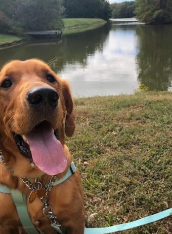 Retriever-Mutt Mix Dog in front of lake