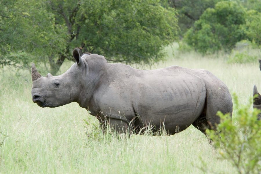 White_Rhino Wikimedia Commons