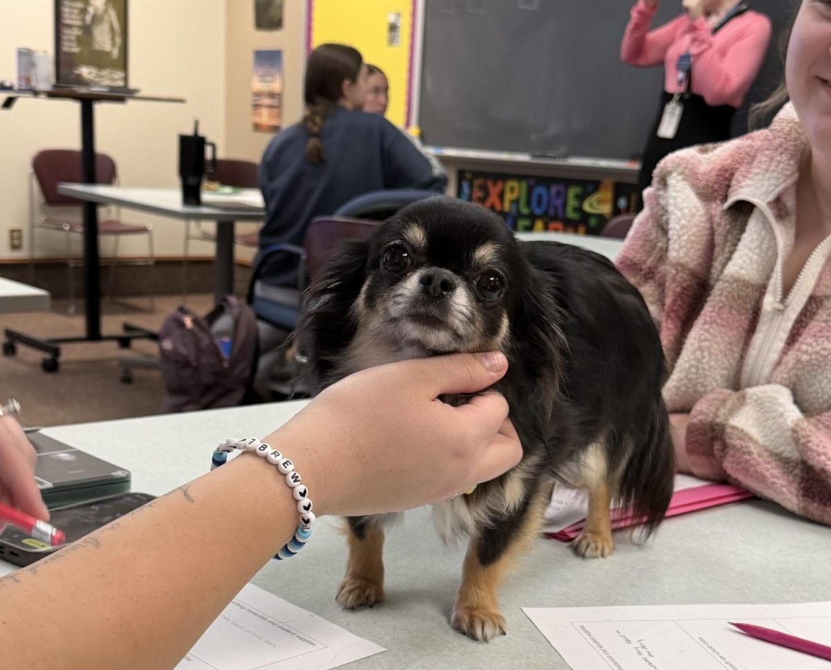 Who Let The Dog Come To Millikin?